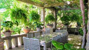 A patio dressed up with ferns