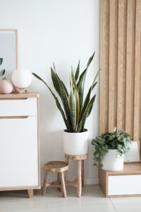 Snake plant in a vase with another plant and two small three-legged tables around it